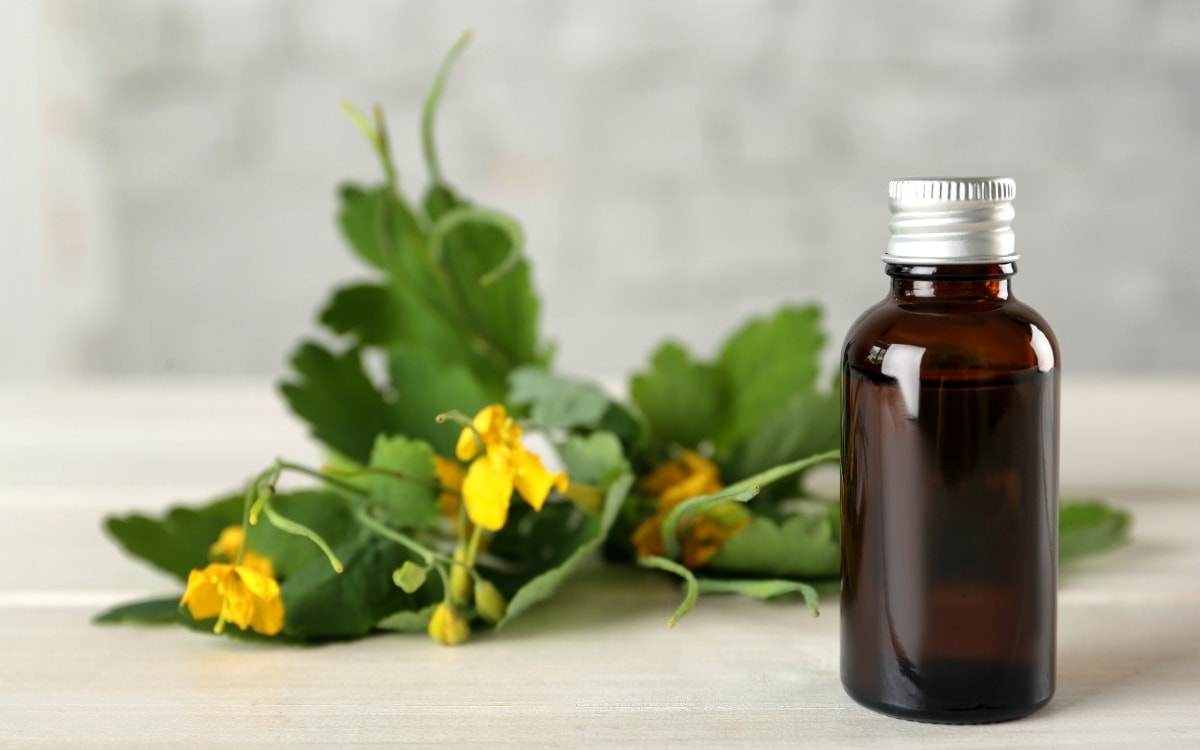 Tea Tree Oil ecco di cosa si tratta Il nostro Blog